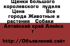 Щенки большого (королевского) пуделя › Цена ­ 25 000 - Все города Животные и растения » Собаки   . Алтайский край,Алейск г.